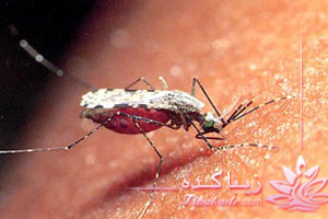 گزیدگی، پشه، حشره، رهایی، درمان