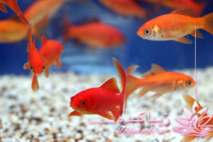 ماهی قرمز، عید، تنگ