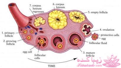 درباره تنبلی تخمدان بیشتر بدانید