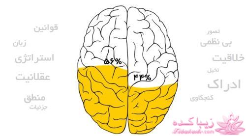 کدام نیمکره ی مغز شما فعال تر است؟