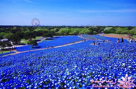 پارک رویایی هیتاشی ژاپن