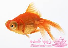 آموزش خرید و نگهداری ماهی قرمز عید نوروز