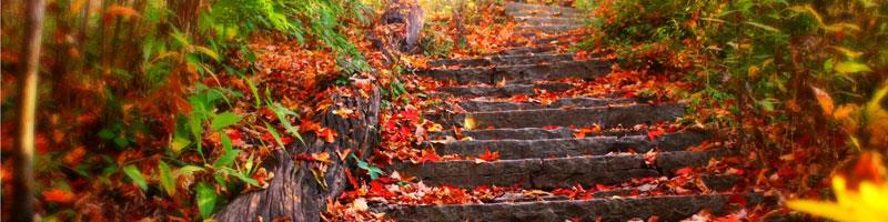 کاور ستاره پروین