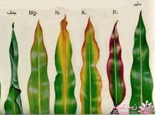 عکس های تایم لاین