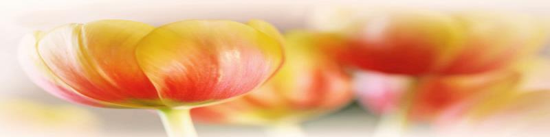 کاور آیسان ۹۹