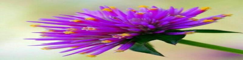 کاور لاریسام