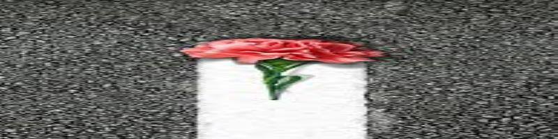 کاور ستا گل گلی