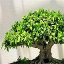 گیاهان دوستداشتنی من 