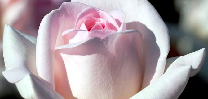 فال_از_7_تا_13_شهریور_1394