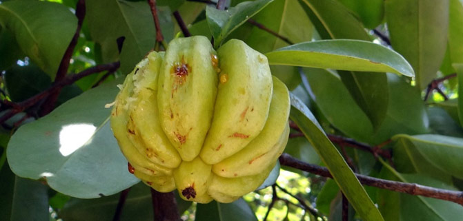 گارسینیا_کمبوجیا_