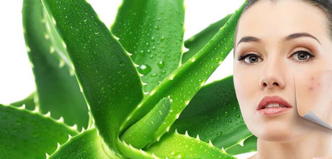 خواص_مهم_ژل_آلوئه_ورا_