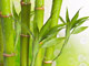 بامبو_و_روش_نگهداری_آن