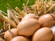 فواید_باورنکردنی_تخم_مرغ