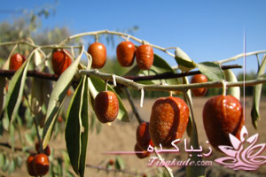 سنجد، خواص، دارو