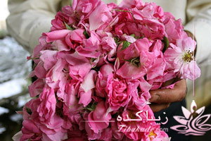 گلاب، گلابگیریف کاشان، قمصر