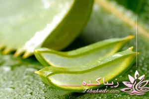 آلوئه ورا، تاریخچه، صبرزرد