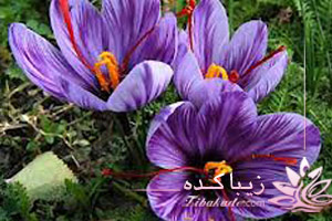 زعفران، افسردگی