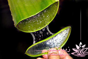 اطلاعات، کلی، آلوئه ورا