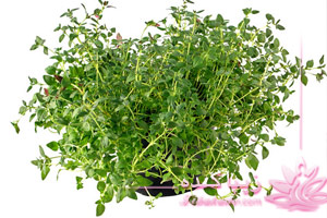 آویشن، محلول، عصاره، درمان، جوش