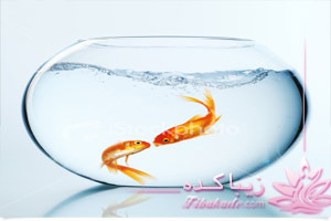 آکواریوم، ماهی