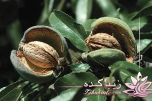 بادام، تلخ، شیرین، خواص