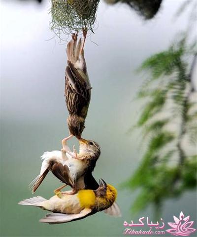 بیاین یه کم بخندیم