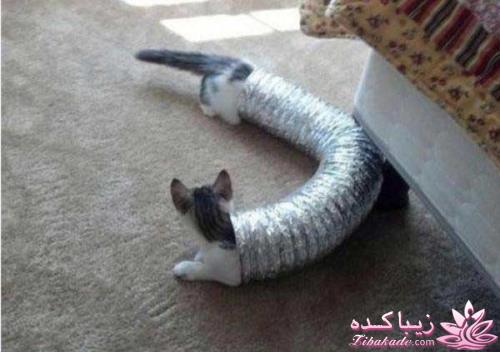 قاطی پاطی..........تاتی تاتی