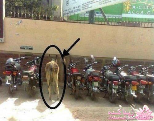 مجله سرگرمی زیباکده