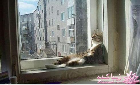 قاطی پاطی..........تاتی تاتی