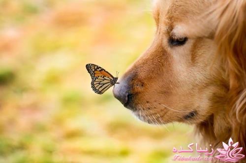 بیاین یه کم بخندیم