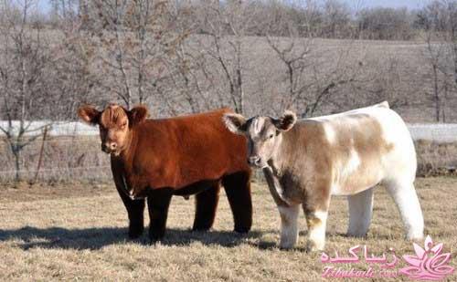 مجله سرگرمی زیباکده