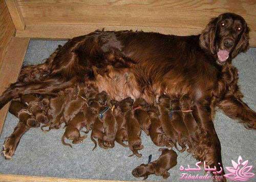 مجله سرگرمی زیباکده