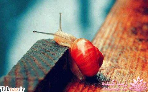 قاطی پاطی..........تاتی تاتی