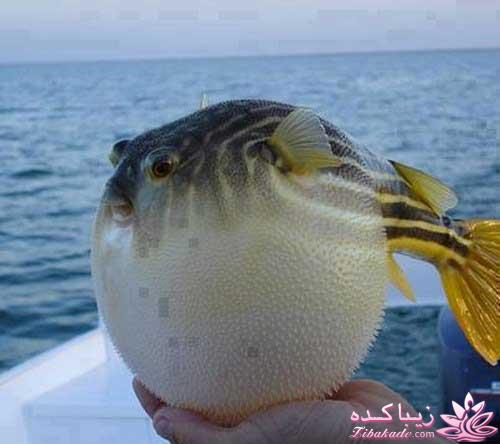 مجله سرگرمی زیباکده