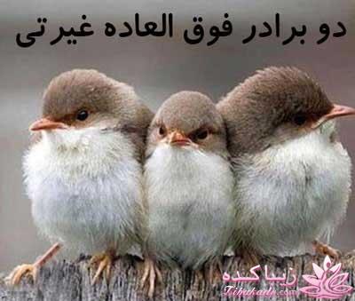 مجله سرگرمی زیباکده