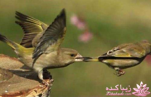 مجله سرگرمی زیباکده