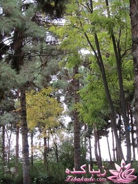 .:آلبوم عکسهای خودگرفته ما:.