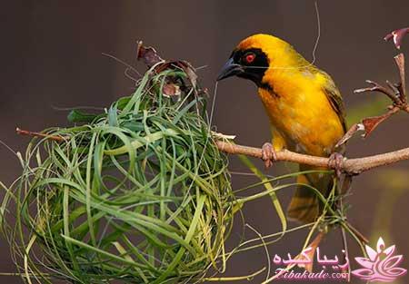 عکسهای زیبا ومفهومی