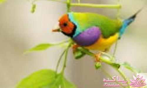 پرندگان زیبا