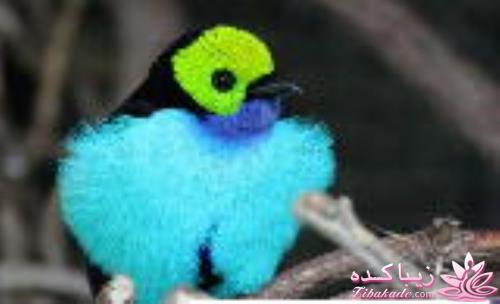 پرندگان زیبا