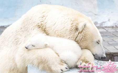 عکسهای زیبا ومفهومی