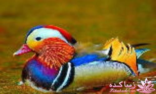 پرندگان زیبا