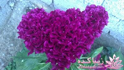 .:آلبوم عکسهای خودگرفته ما:.