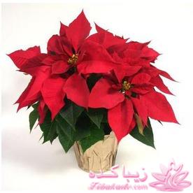 گیاهان آپارتمانی 