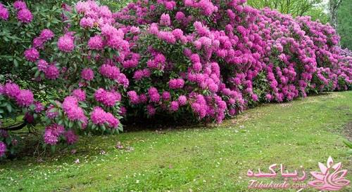 گیاهان آپارتمانی 