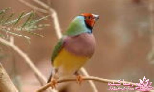 پرندگان زیبا