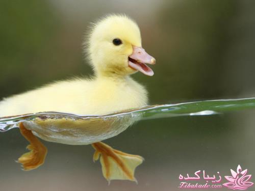 عکسهای جالب جدید از دنیای حیوانات