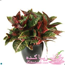 گیاهان آپارتمانی 