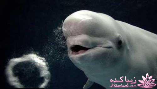 عکسهای زیبا ومفهومی