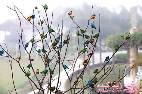 عکس های جالب